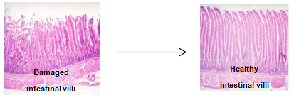 整腸生.png